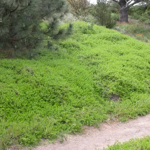 Baccharis pilularis, C 21-22