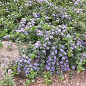 Ceanothus 'Anchor Bay'