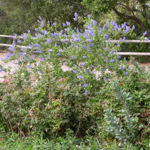 Ceanothus 'Gentian Plume' top of the Meadow
