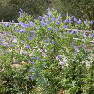 Ceanothus 'Gentian Plume' top of the Meadow