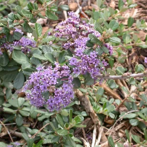 Ceanothus maritimus