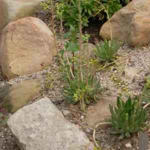 Dudleya cultrata