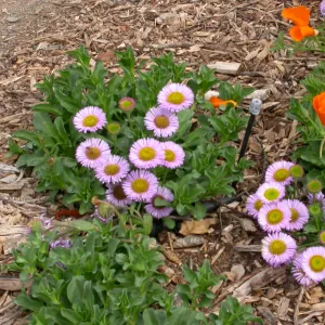 Erigeron 'Bountiful' in the Dudleya Display