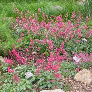 Heuchera cultivars bottom of the Groundcover Display