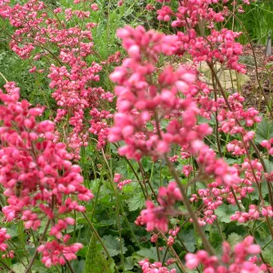 Heuchera cultivars bottom of the Groundcover Display