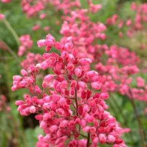 Heuchera cultivars bottom of the Groundcover Display