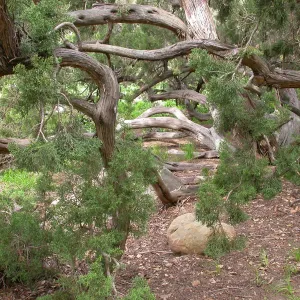 Juniperus californica east side of the Meadow