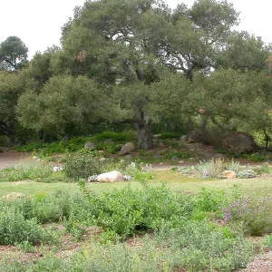 Quercus agrifolia (Coastal Live Oak) Meadow Oaks