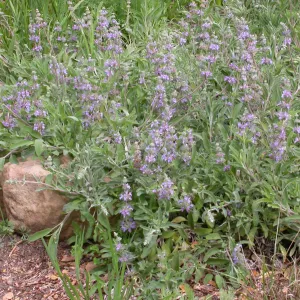 Salvia 'Bee's Bliss' in the Meadow