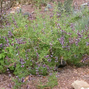 Salvia 'Bee's Bliss' in the Meadow
