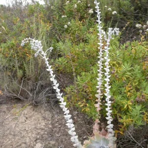 Dudleya pulverulenta, Saxony Road, San Diego County