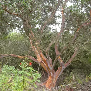 Xylococcus bicolor, Saxony Road, San Diego County