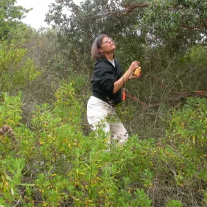 Carol Bornstein, Saxony Road, San Diego County Salvia mellifera in foreground