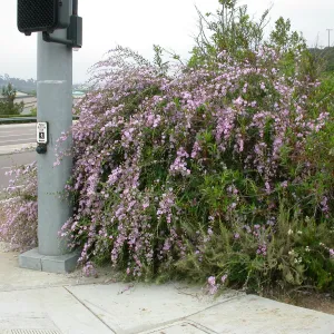 Malacothamnus fasciculatus 