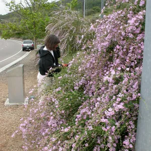 Malacothamnus fasciculatus Carol Bornstein