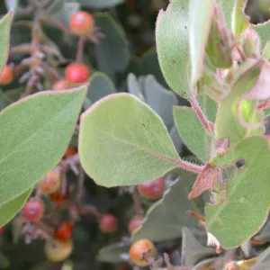 Arctostaphylos otayensis