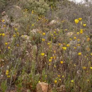 Calochortus weedii var. weedii