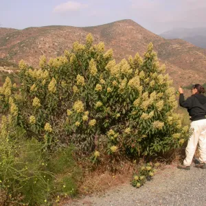 Malosma laurina. Otay Mountain, San Diego Couny