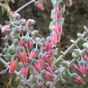 Dudleya pulverulenta, Otay Mountain, San Diego Couny Pinkish flowers