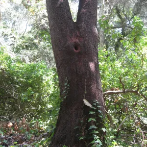 Madrone at Guild House