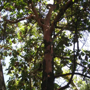 Madrone at Guild House