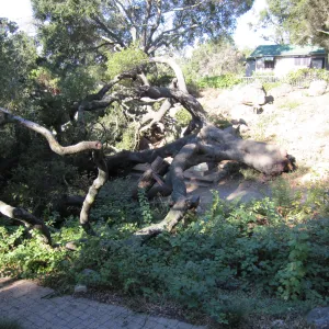 Fallen Oak