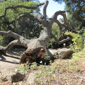Fallen Oak