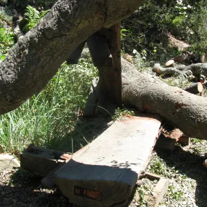 Fallen Oak Damages