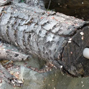 Fallen Oak Damages