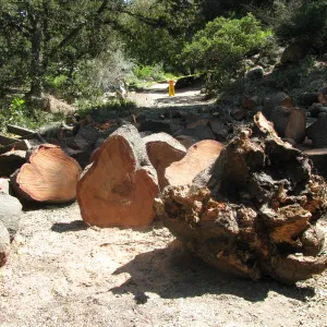 Fallen Oak Damages