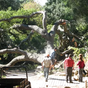 Fallen Oak in Discovery Garden
