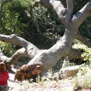 Fallen Oak in Discovery Garden