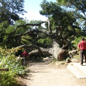 Fallen Oak in Discovery Garden