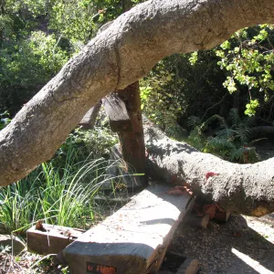 Fallen Oak in Discovery Garden