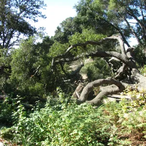 Fallen Oak in Discovery Garden