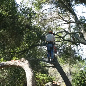 Fallen Oak in Discovery Garden
