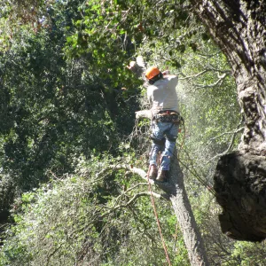 Fallen Oak in Discovery Garden