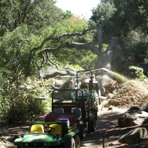 Fallen Oak Trimming