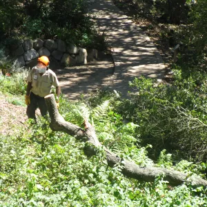 Fallen Oak Trimming