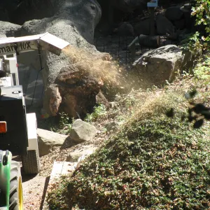 Fallen Oak Trimming