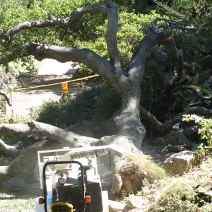 Fallen Oak Trimming