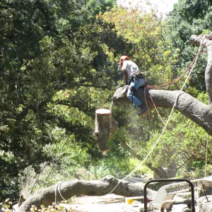 Fallen Oak Trimming