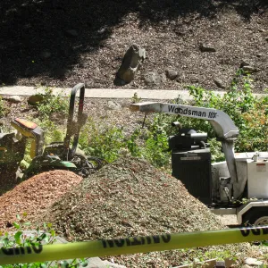 Fallen Oak Trimming