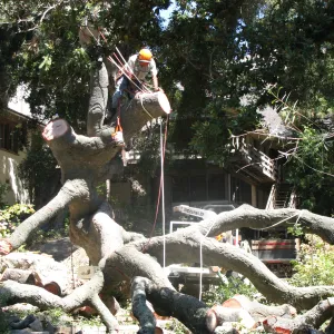 Fallen Oak Trimming