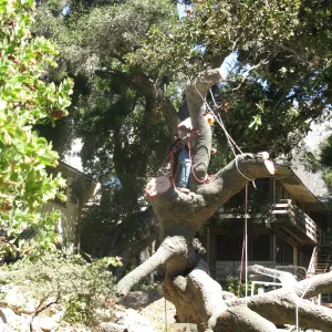 Fallen Oak Trimming