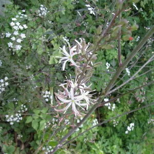 Chlorogalum pomeridianum. Members Picnic 2010