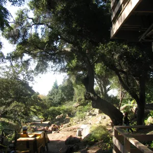 Oak Tree Removal