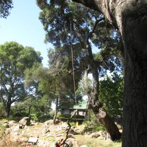 Oak Tree Removal