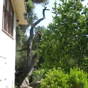 Oak Tree Removal