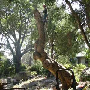 Oak Tree Removal